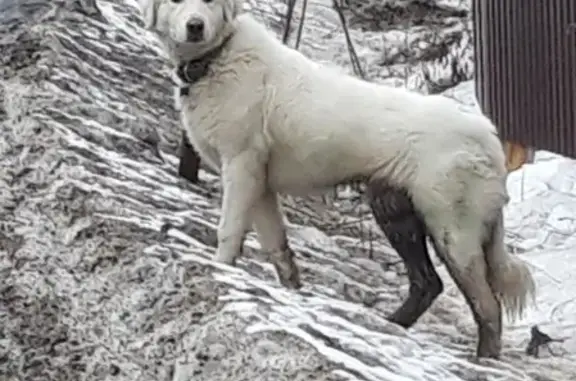 Найдена белая пушистая собака в МО Ивантеевка, есть ошейник и адресник