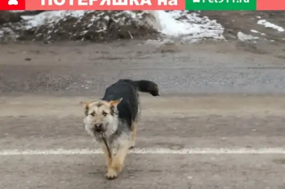 Найдена собака в районе городищ, Коломна