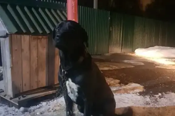 Найдена собака с ошейником в Электростали