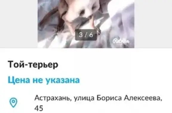 Пропала собака в Астрахани, зовут Бакс (VK: ser08091998)