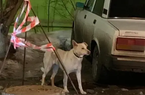Найдена собака в Поселке Коммунарка, Москва