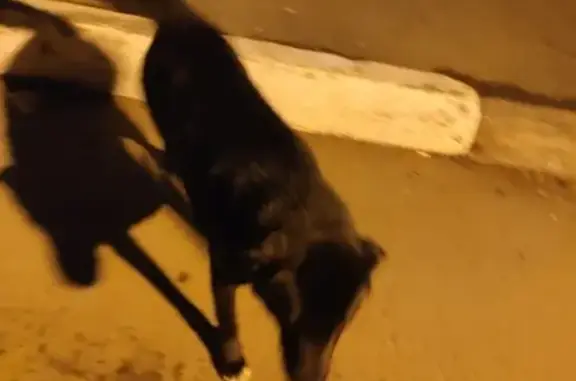 Найден черный щенок в поселке Архангельское