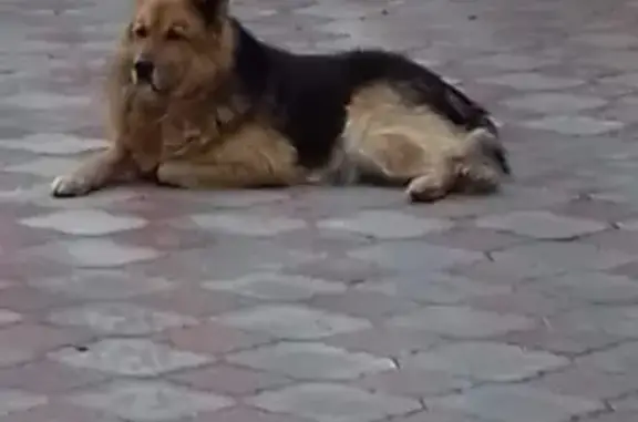 Пропала собака Гром в Центральном районе Тольятти!