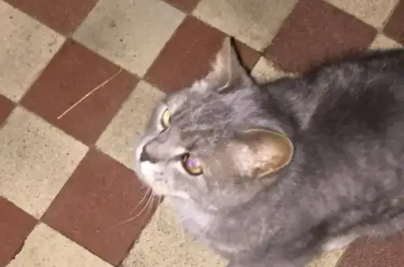 Найден потерявшийся кот в Серпухове на улице Захаркина