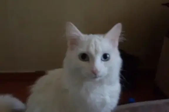 Найдена белая кошка на улице 9 мая