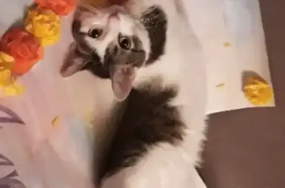 Кошки потеряшки, Саранск, фото: Потеряшка кошка в районе детской больницы на Полежаева (Москва)