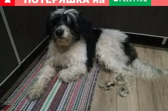 Найдена собака в Липецке!