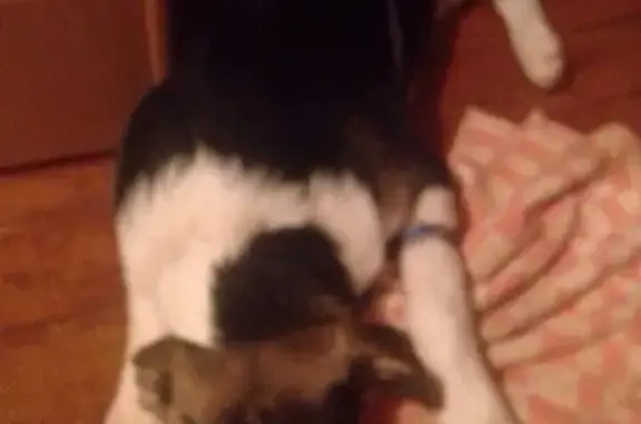 Собаки потеряшки, Нижний Новгород, фото: Потеряшка собака Франк возле Меркурия, Нижний Новгород