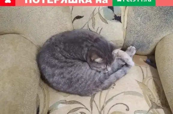 Пропал кот на ул. Ситникова, Лебедянь