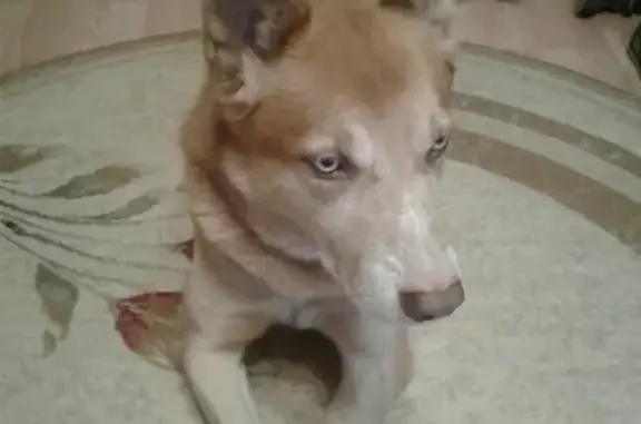 Пропала собака на улице Егорова во Владимире