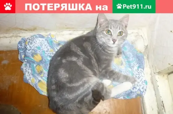 Найден котенок на ул. Академической, Тверская обл.
