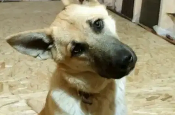 Пропала собака Тесла в Белоозёрском посёлке