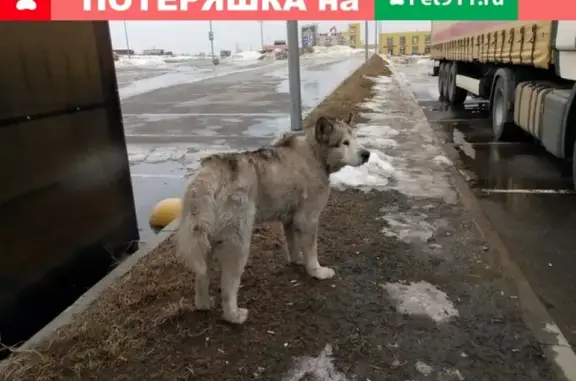 Пропала собака в Кузьмолово, Ленобласть