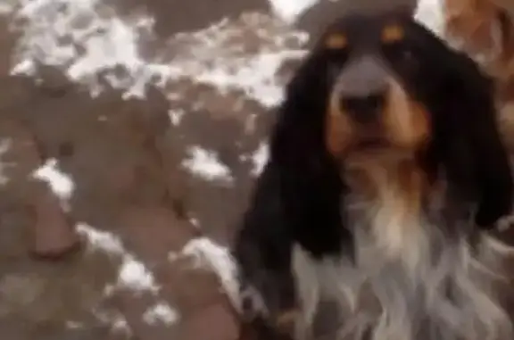 Собаки потеряшки, деревня Зырянка, фото: Потеряшка кокер Бакс в Зырянке, Тюменская область.