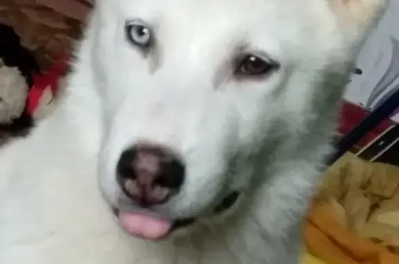 Пропала собака в Армавире, белый хаски с разными глазами, нос розовый, 7 месяцев, на повороте на Форштадт. Отзывается на Юлик. SOS!