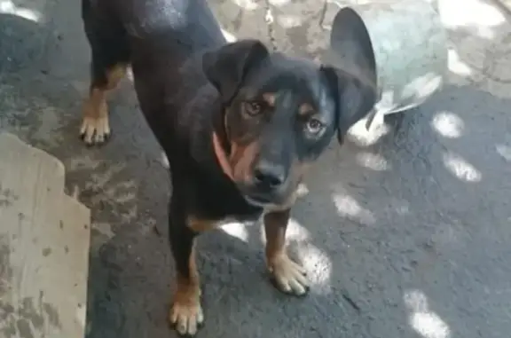 Пропала собака в Волгодонске