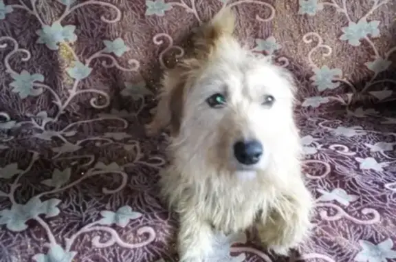 Найдена собака в районе Молкомбината, Вологда