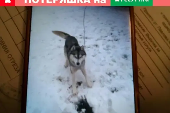 Пропала собака на ул. Энергетиков, Смоленск