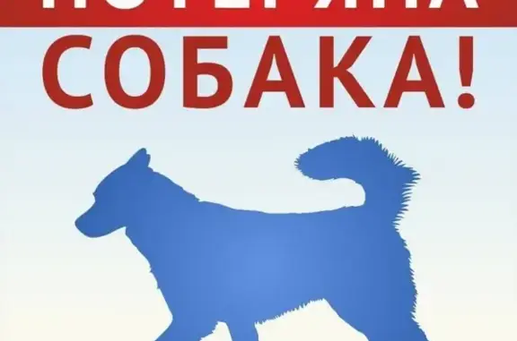 Пропала пегая собака в Дементьевке, вознаграждение 10000 руб.