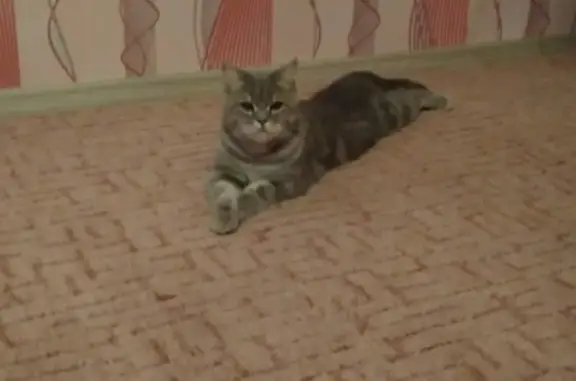 Пропал кот в Бузулуке, Оренбургская обл.