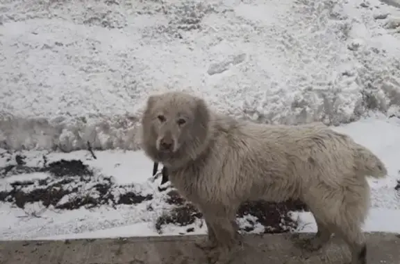 Найдена собака на улице Зейская, Кемерово