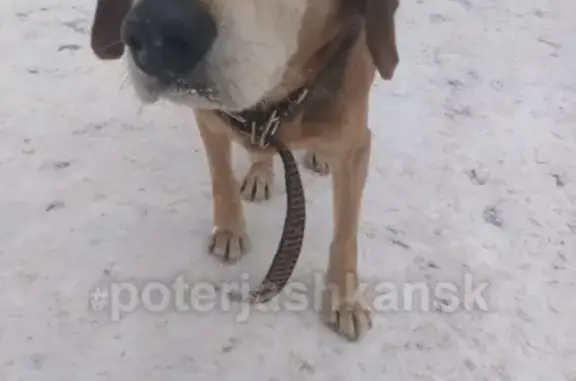 Найдена хромая собака в Октябрьском районе