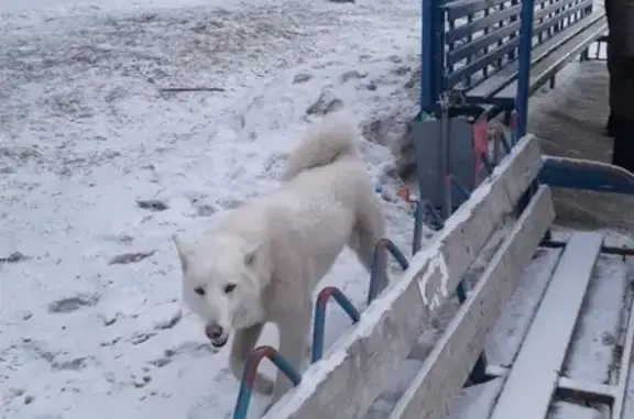 Белый щенок потерян в Академгородке, ищем хозяина!