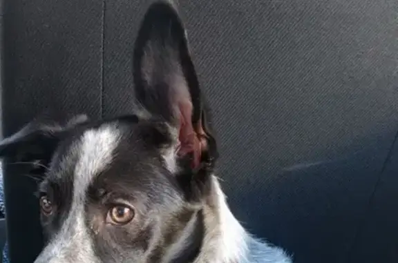 Найдена домашняя собака в пятом микрорайоне, Тюмень