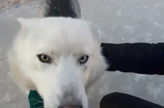 Найдена собака возле 5 столовой в Якутске