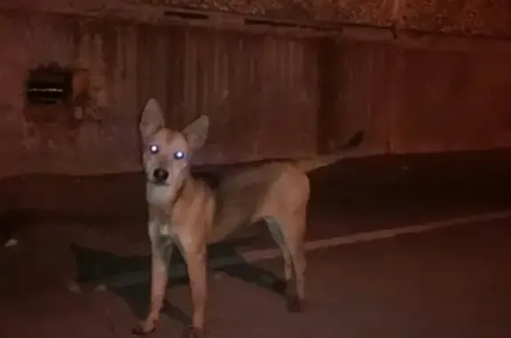 Найдена домашняя собака в Солнечном, ищем хозяев.