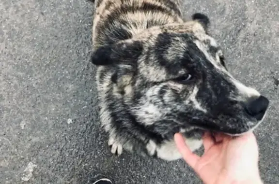 Найдена собака в СПб, Красногвардейский переулок