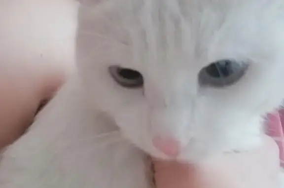 Найдена белая синеглазая кошка в Первомайской, Иркутск