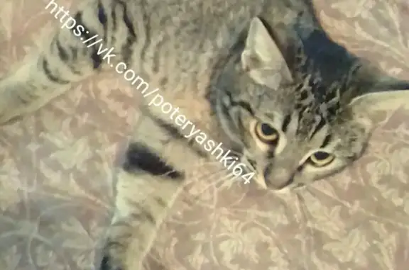 Найдена кошка в Заводском, ищем хозяев (Саратов)