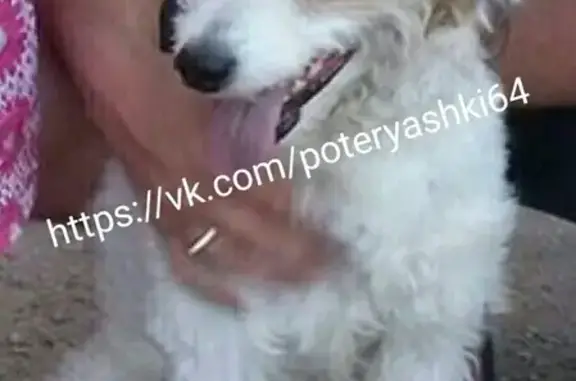 Пропала собака ТЕМА в Энгельсе на Волжском проспекте
