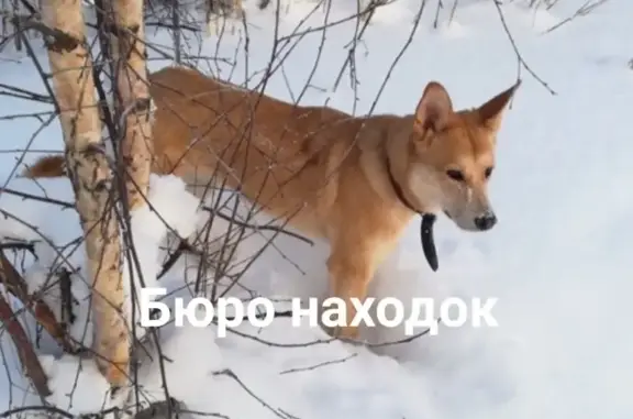 Пропала собака Лиса на Яграх, Северодвинск