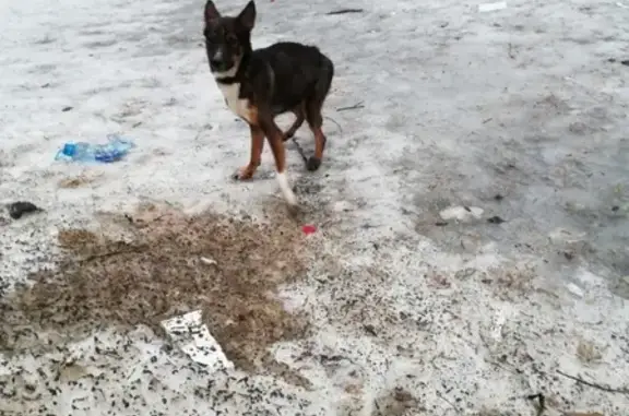 Найдена потерянная собака в СПб, улица Бабушкина.