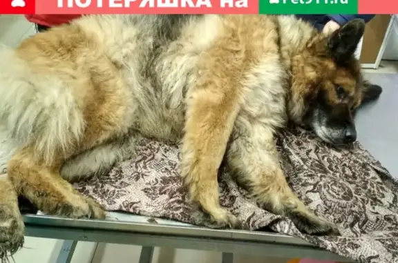 Найдена сбитая собака на старой московке в Омске