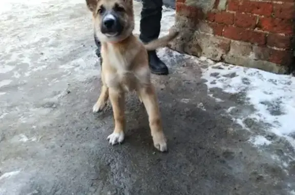Найден щенок мальчик метис овчарки в Серпухове!