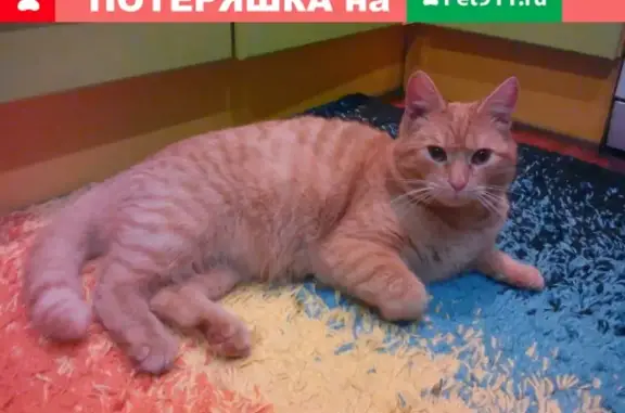 Пропала кошка Рыжик на улице Рахманинова