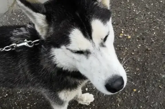 Найдена собака в Кисловодске