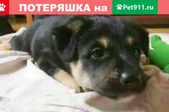 Найден щенок на улице Рощинской