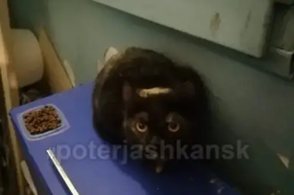 Найден кот под машиной в Новосибирске