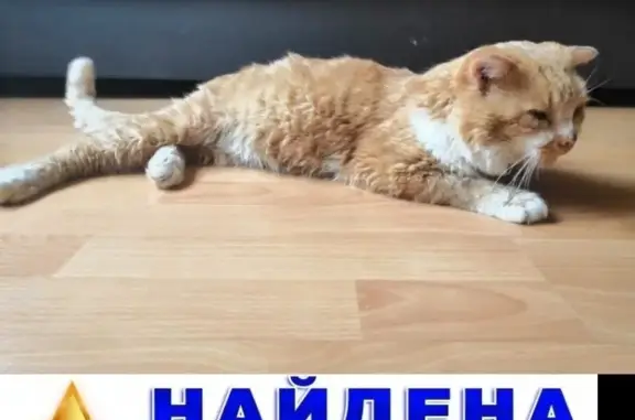 Найден ослепленный кот в Батайске на ул. Кирова/ул. Куйбышева