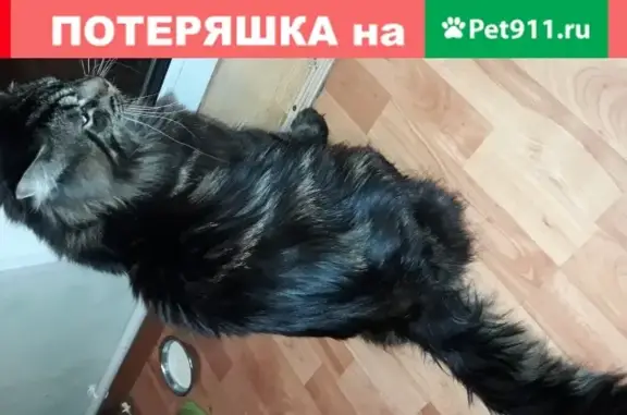 Пропала кошка Мейнкун на Магницкого, Чебоксары