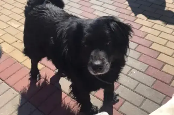 Найдена собака в Сочи, район набережной Олимпийского парка