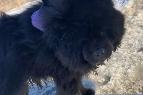 Собака Чья чау-чау найдена в Омске