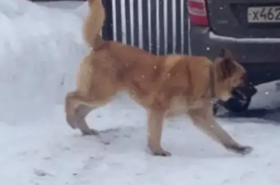 Пропала собака Хан в Кадышево, Казань!