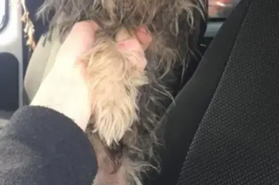Найдена собака с ошейником в Набережных Челнах