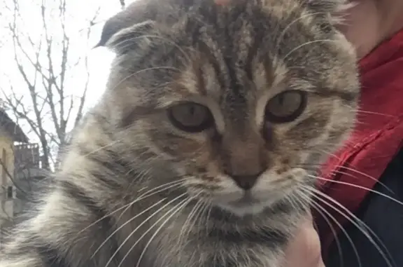 Кошка найдена на Заводской в Западном районе Ростова.