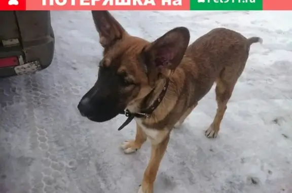 Пропала собака в Петрозаводске, кличка Тай.